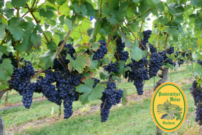 Schlenderweinprobe Pesterwitz